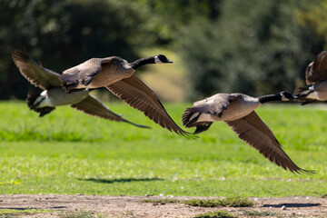 canadian goose in flight © Dennis