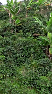 Arabica Coffee Plants Growing across Sloping Highland Farmland. Aerial View. Vertical Video.