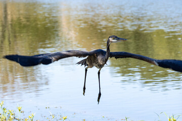 Fototapeta premium great blue heron