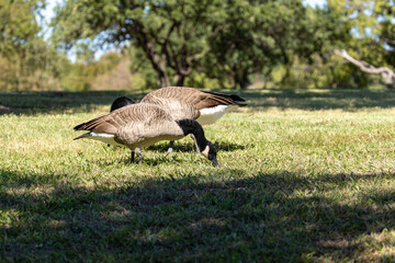canada goose walking on the grass © Dennis