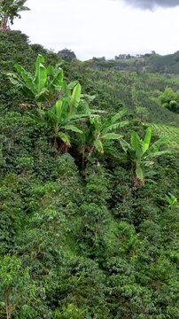 Coffee Plantation Cultivated in Rows on Steep Mountain Slopes. Establishing Shot. Aerial View. Vertical Video.