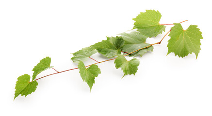 Naklejka premium Branch with fresh grape leaves isolated on white