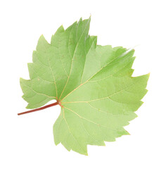 Naklejka premium Fresh green grape leaf isolated on white