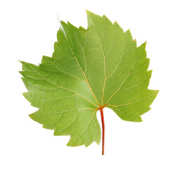 Naklejka premium Fresh green grape leaf isolated on white
