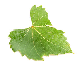 Naklejka premium Fresh green grape leaf isolated on white