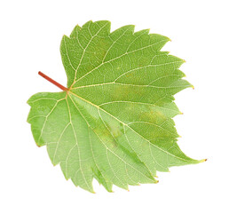 Naklejka premium Fresh green grape leaf isolated on white