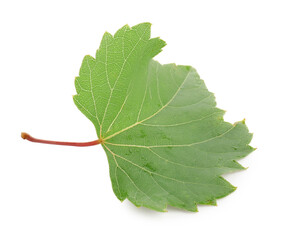 Naklejka premium Fresh green grape leaf isolated on white