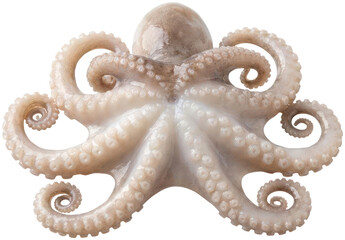 Raw whole octopus isolated on black background © Santi