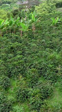 Coffee Plantations Covering Andean Mountain Slopes near Manizales in the Colombian Coffee Region. Establishing Shot. Aerial View. Vertical Video.