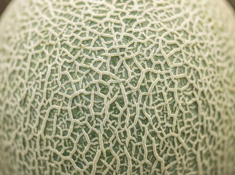 Detailed macro texture of netted reticulated green cantaloupe melon peel