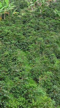 Coffee Farms and Tropical Crops across Steep Hillsides in the Coffee Region near Manizales, Colombia. Aerial View. Vertical Video.