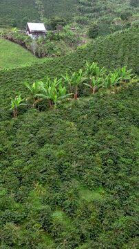 Manizales Coffee Plantations on Green Mountain Slopes in the Colombian Coffee Region. Establishing Shot. Aerial View. Vertical Video.