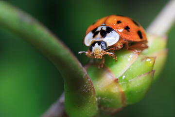 Asian Lady Beetle Resting on Green Plant Stem Macro Photo © Stephen