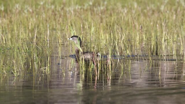 Pied-billed grebe (Podilymbus podiceps) swimming among reeds at McCoy Flat Reservoir in Lassen County, California, in slow motion.