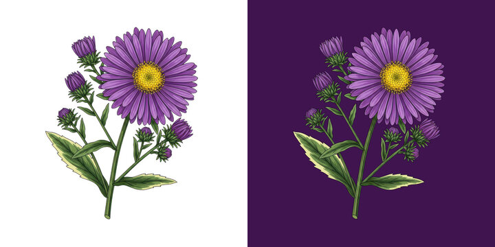 Purple Aster Flower Branch With Green Leaves Botanical Art Graphic transparent png