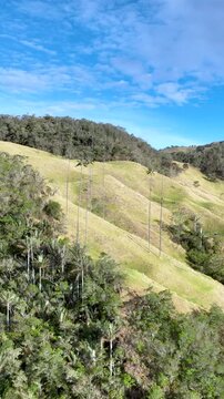 Ceroxylon quindiuense Giant Wax Palm Growing in High Altitude Andean Cloud Forest Ecosystem. Aerial View. Vertical Video.