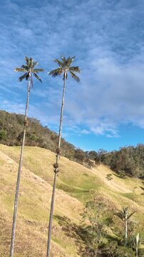 Ceroxylon quindiuense Giant Wax Palm Growing in High Altitude Andean Cloud Forest Ecosystem. Aerial View. Vertical Video.