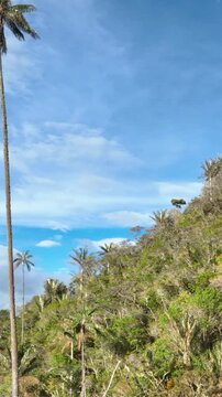 Quindio Wax Palm Ceroxylon quindiuense with Extremely Tall Slender Trunks and Crown of Pinnate Leaves. Establishing Shot. Aerial View. Vertical Video.