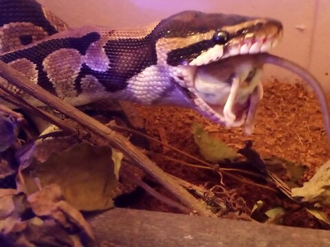 Ball python head close-up with tongue out under purple light