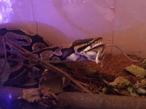 Ball python snake close-up