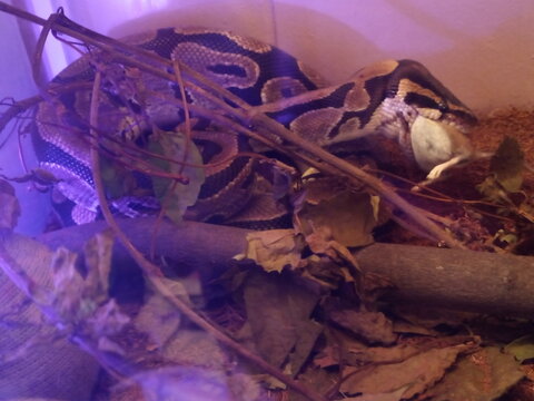 Ball python with brown patterns under purple terrarium light