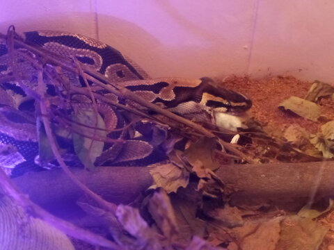 Ball python snake close-up
