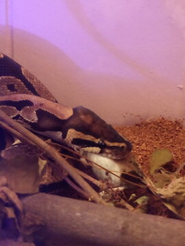 Ball python snake coiled on a branch