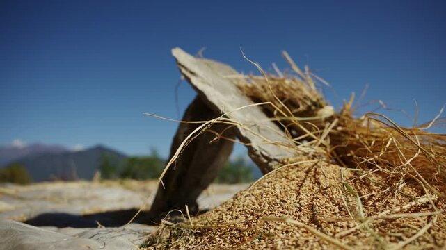 Slate stone slabs propped over heap of threshed rice grain and straw under deep blue sky, low angle detail of traditional Himalayan farm harvest process