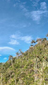 Cocora Valley Tall Wax Palm Trees Rising against Blue Sky near Salento, Colombia. Aerial View. Vertical Video.