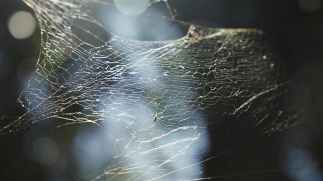 Sunlit spider web glittering with silver threads against dark forest and soft blue bokeh, macro close up of delicate intricate orb weaver silk in backlight