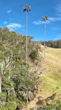 Ceroxylon quindiuense Giant Wax Palm Growing in High Altitude Andean Cloud Forest Ecosystem. Aerial View. Vertical Video.