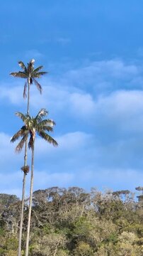 Cocora Valley with Tall Colombian Wax Palms and Mountain Forest near Salento, Colombia. Aerial View. Vertical Video.