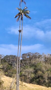 Cocora Valley with Quindio Wax Palms Growing on Andean Mountain Slopes in Colombia. Establishing Shot. Aerial View. Vertical Video.