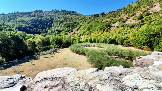 Bosco di San Francesco in Assisi, Umbria, central Italy, with rows of olive trees filmed with a fixed shot during a beautiful sunny day