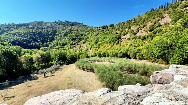 Bosco di San Francesco in Assisi, Umbria, central Italy, with rows of olive trees filmed with a fixed shot during a beautiful sunny day