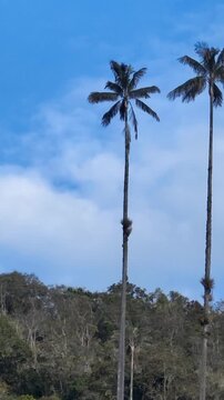 Cocora Valley with Quindio Wax Palms across Green Andean Mountains in Colombia. Establishing Shot. Aerial View. Vertical Video.