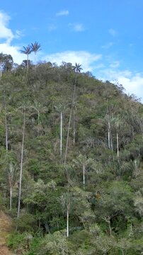 Cocora Valley Tall Wax Palm Trees Rising against Blue Sky near Salento, Colombia. Aerial View. Vertical Video.