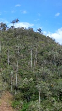 Cocora Valley Tall Wax Palm Trees Rising against Blue Sky near Salento, Colombia. Aerial View. Vertical Video.