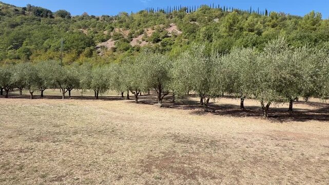 Rows of olive trees at the foot of the hills in the San Francesco forest, in Assisi, Umbria, central Italy, during a beautiful sunny day