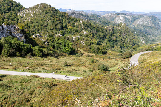 A winding paved road crosses green slopes and rocky mountain terrain in Lagos de Covadonga, Asturias, Spain, showing the curves and natural surroundings of the route.
