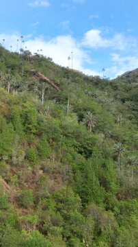 Cocora Valley with Tall Colombian Wax Palms and Mountain Forest near Salento, Colombia. Aerial View. Vertical Video.