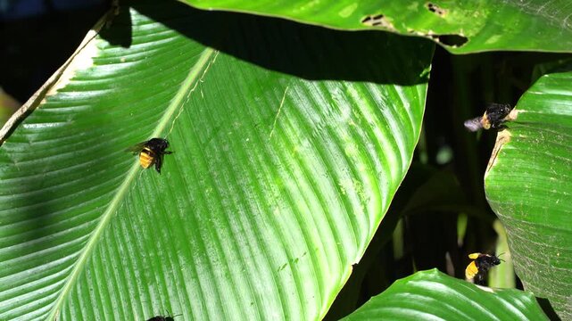 Bee activity on broad green banana leaves in tropical jungle. Bees hover and land on leaf surfaces. Sunlight filters through dense vegetation. Perfect for nature documentaries or eco-themed projects
