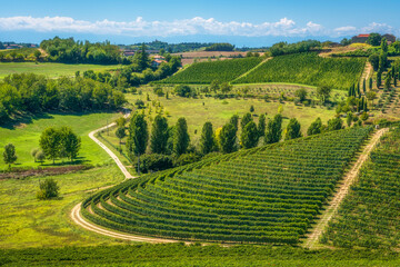 Naklejka premium Monferrato Vineyard Hills Near Grazzano Badoglio