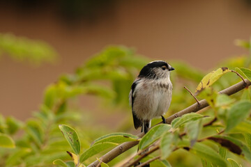 Long-tailed tit (Aegithalos caudatus) perched on a leafy tree branch. Close-up profile view of a small songbird in a natural wild environment. © Litus Fixe