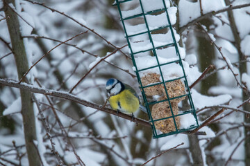 Eurasian blue tit feeding on suet ball in snowy winter © Joeri