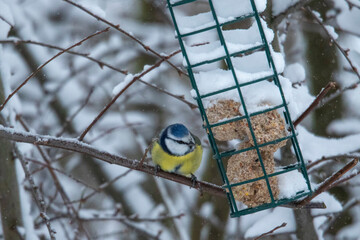 Eurasian blue tit feeding on fat ball in snowy winter © Joeri