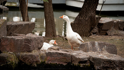 Goose couple standing on the grounds at a local park in Suzhou, China © TK