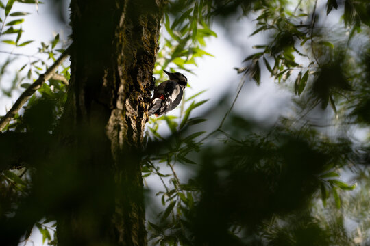 Great Spotted Woodpecker on Tree Trunk