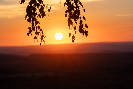 Golden Sunset Through Birch Leaves