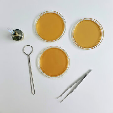 Fruit fungal spore culture apparatus flat lay with three agar dishes, alcohol burner, inoculating loop, tweezers, and sterile laboratory tools arranged on white surface under bright diffuse light
